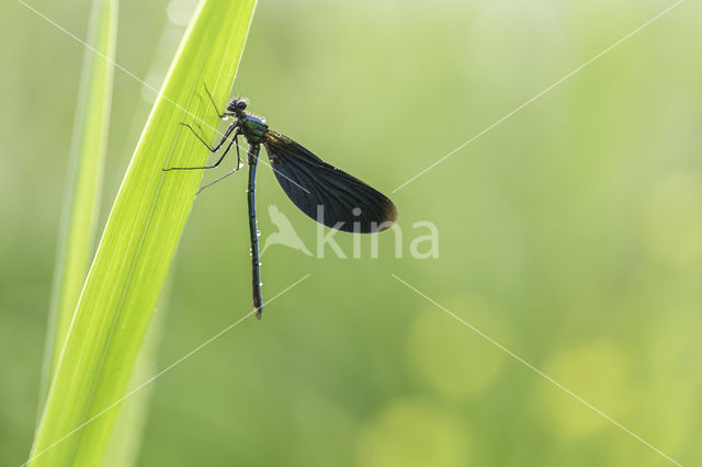 Beautiful Demoiselle (Calopteryx virgo)