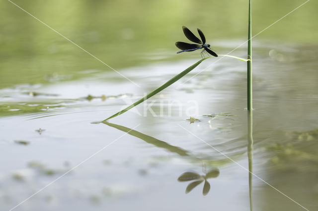 Beautiful Demoiselle (Calopteryx virgo)