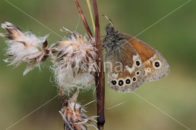 Veenhooibeestje (Coenonympha tullia)