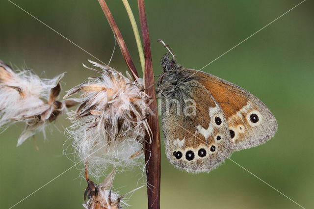 Veenhooibeestje (Coenonympha tullia)