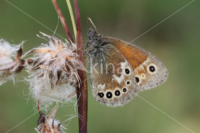 Veenhooibeestje (Coenonympha tullia)