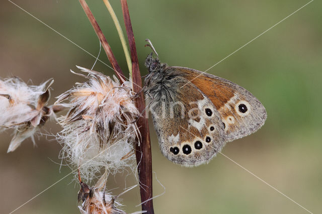 Large Heath (Coenonympha tullia)