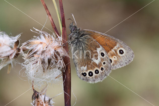 Veenhooibeestje (Coenonympha tullia)