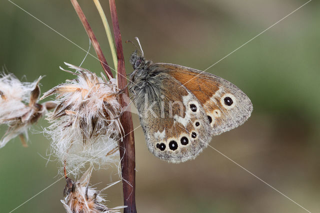 Large Heath (Coenonympha tullia)