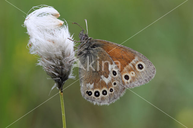 Large Heath (Coenonympha tullia)