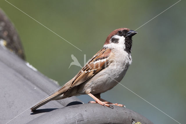 Eurasian Tree Sparrow (Passer montanus)