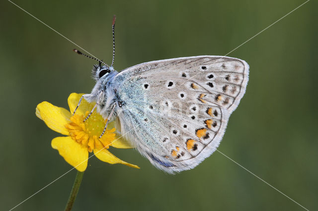 Common Blue (Polyommatus icarus)