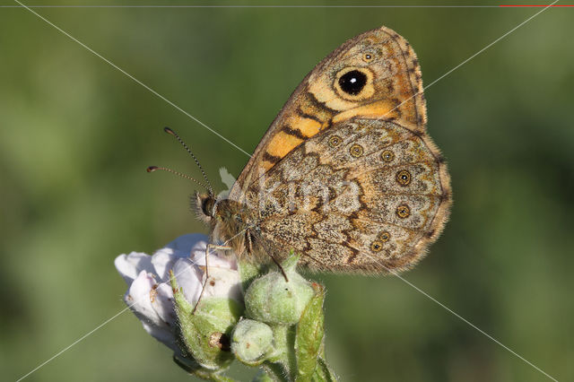 Wall Brown (Lasiommata megera)