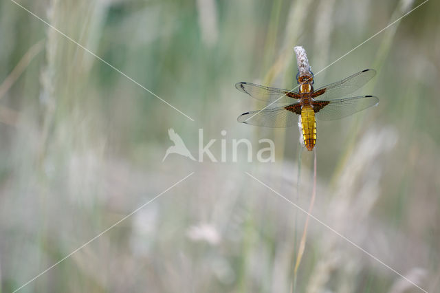 Platbuik (Libellula depressa)