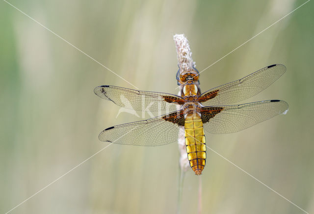 Platbuik (Libellula depressa)