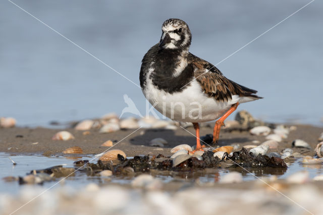 Steenloper (Arenaria interpres)