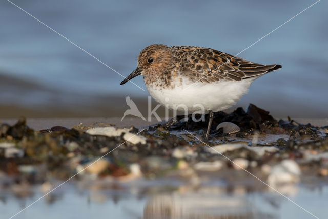 Drieteenstrandloper (Calidris alba)