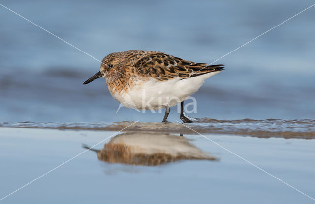 Drieteenstrandloper (Calidris alba)