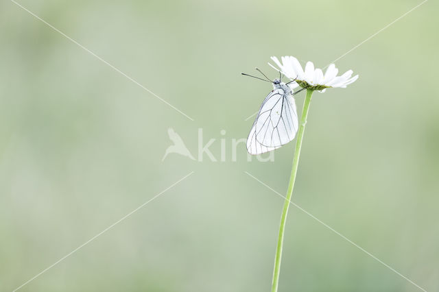 Groot geaderd witje (Aporia crataegi)