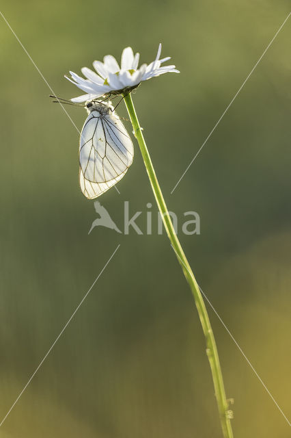 Black-veined White (Aporia crataegi)