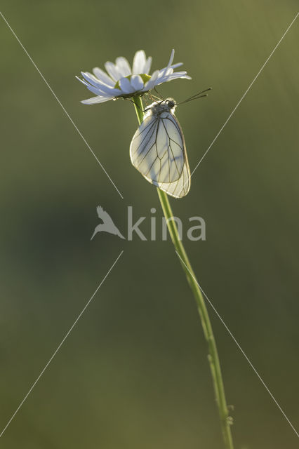 Groot geaderd witje (Aporia crataegi)