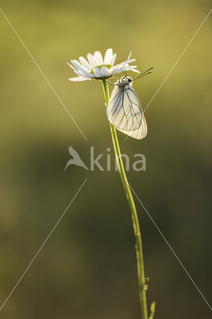 Groot geaderd witje (Aporia crataegi)