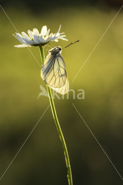 Groot geaderd witje (Aporia crataegi)