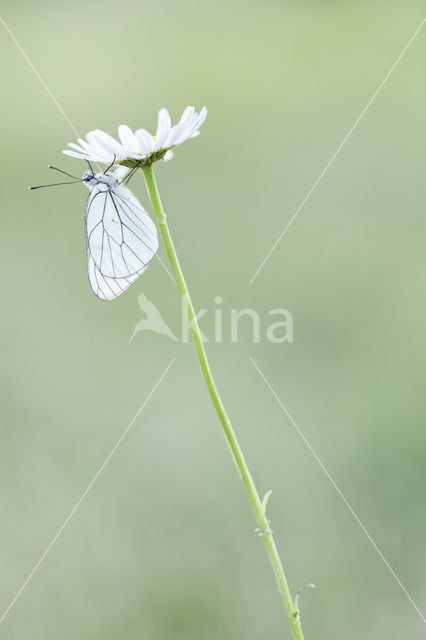 Groot geaderd witje (Aporia crataegi)