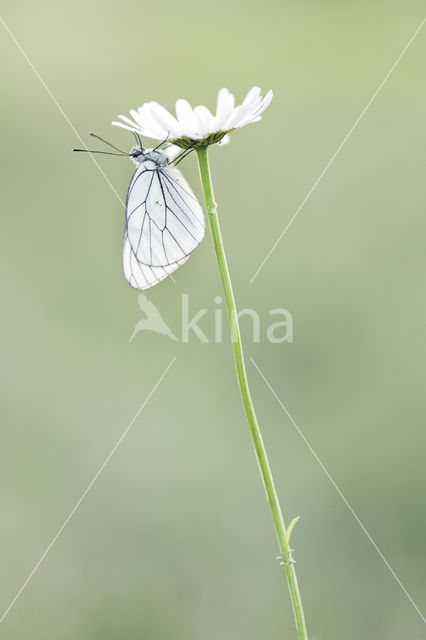 Black-veined White (Aporia crataegi)