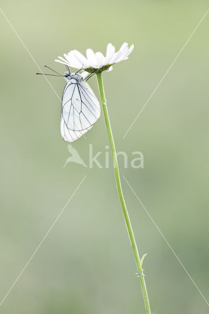 Groot geaderd witje (Aporia crataegi)