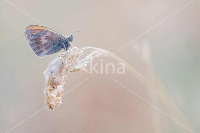 Hooibeestje (Coenonympha pamphilus)
