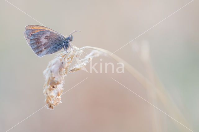 Small Heath (Coenonympha pamphilus)