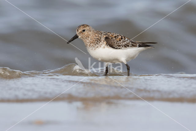 Drieteenstrandloper (Calidris alba)