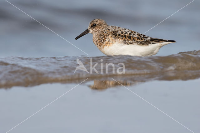 Drieteenstrandloper (Calidris alba)