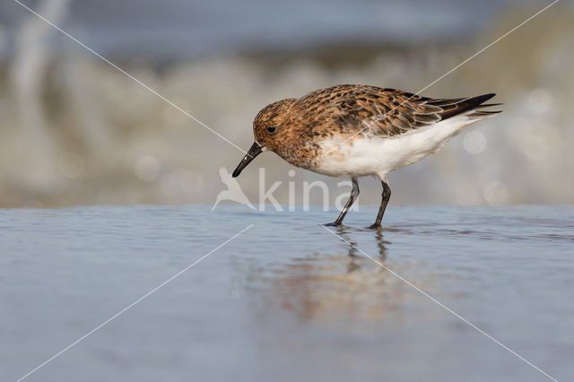 Sanderling (Calidris alba)