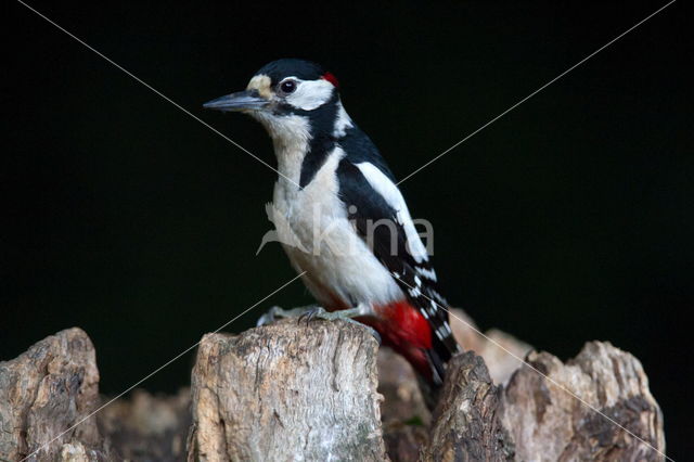 Grote Bonte Specht (Dendrocopos major)