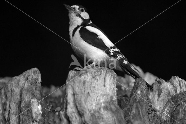 Grote Bonte Specht (Dendrocopos major)