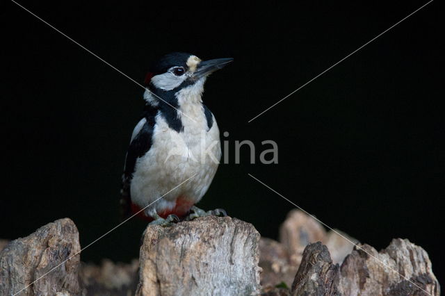 Great Spotted Woodpecker (Dendrocopos major)