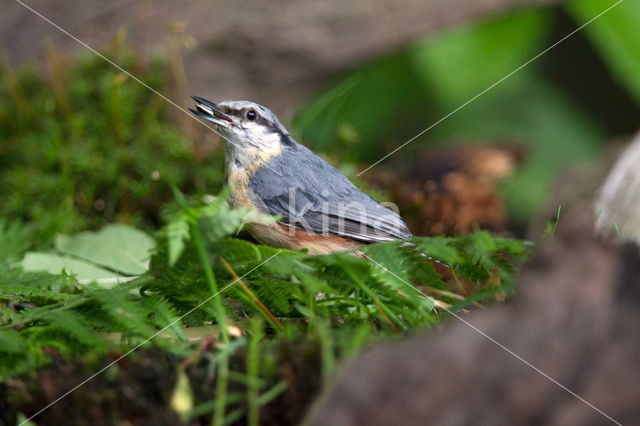 Boomklever (Sitta europaea caesia)