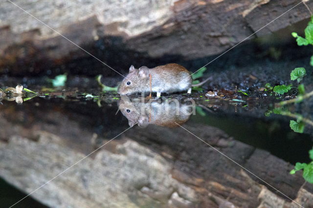 Rosse woelmuis (Clethrionomys glareolus)