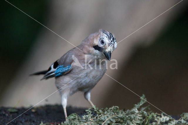 Eurasian Jay (Garrulus glandarius)