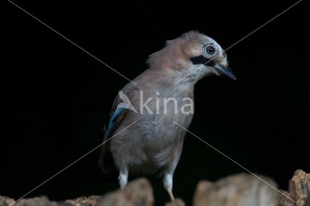 Vlaamse Gaai (Garrulus glandarius)