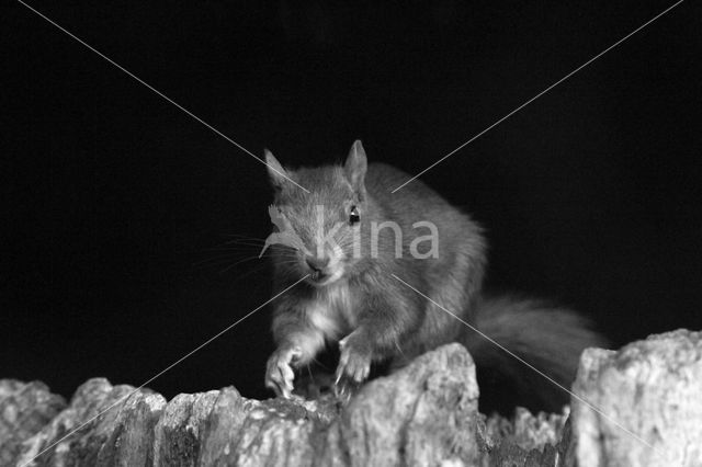 Red Squirrel (Sciurus vulgaris)