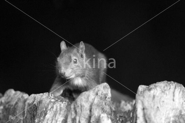 Red Squirrel (Sciurus vulgaris)