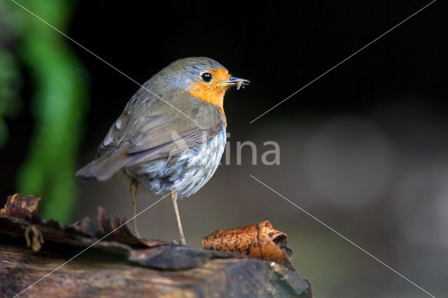 European Robin (Erithacus rubecula)