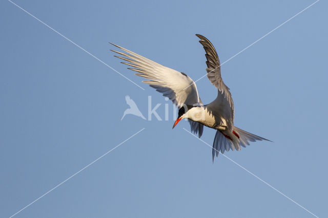 Common Tern (Sterna hirundo)