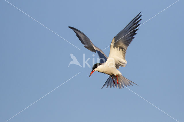 Common Tern (Sterna hirundo)