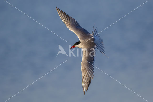 Common Tern (Sterna hirundo)