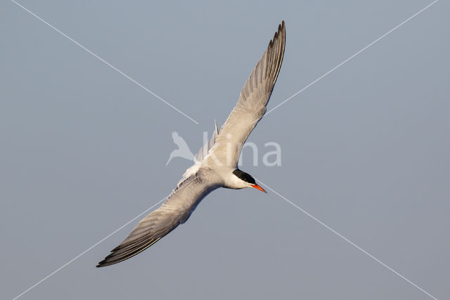 Common Tern (Sterna hirundo)