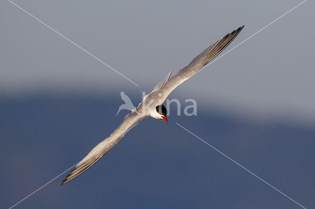 Common Tern (Sterna hirundo)