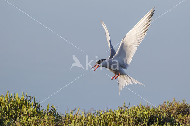 Common Tern (Sterna hirundo)