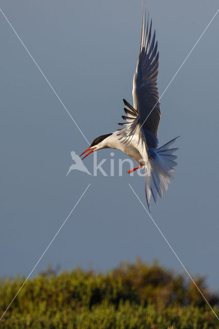 Common Tern (Sterna hirundo)