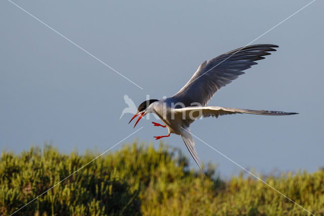 Common Tern (Sterna hirundo)