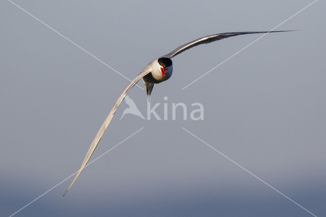 Common Tern (Sterna hirundo)