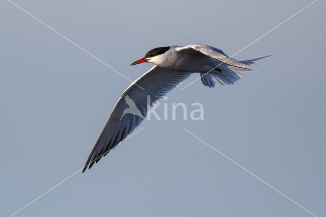 Common Tern (Sterna hirundo)